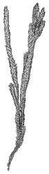 Ochiobryum blandum, habit. Drawn from J. Child 6084, CHR 428564.
 Image: R.C. Wagstaff © Landcare Research 2020 CC BY 4.0
